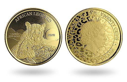 грозный леопард на золотых монетах Ганы