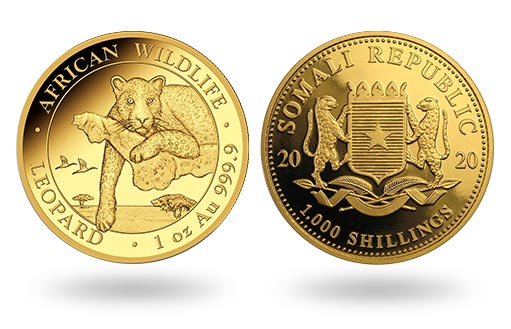 леопард отдыхает на золотых монетах Сомали