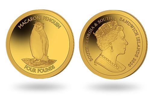 Пингвин-франт стал героем впуска золотых монет в Южной Атлантике