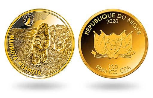 альпийский сурок изображен на золотых монетах Нигера