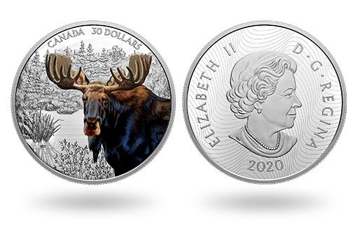 серебряные монеты Канады с цветным изображением европейского лося