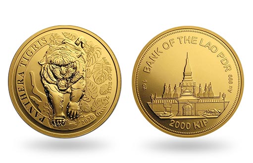 грозный тигр на золотых монетах Лаоса